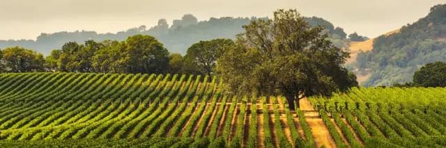 Napa
