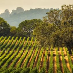 Napa