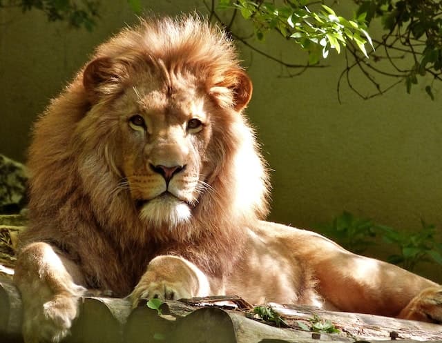 The Best African Safari Tours in 2026