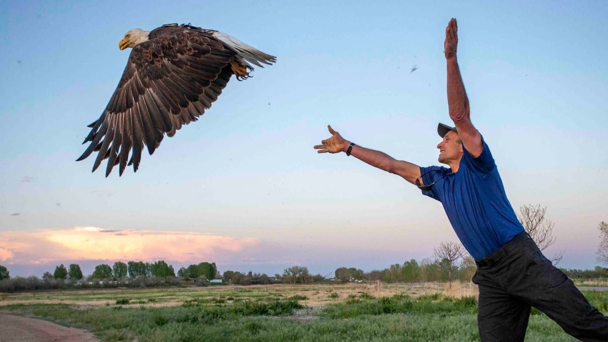 Colorado's bald eagle. Fly Private Jet.