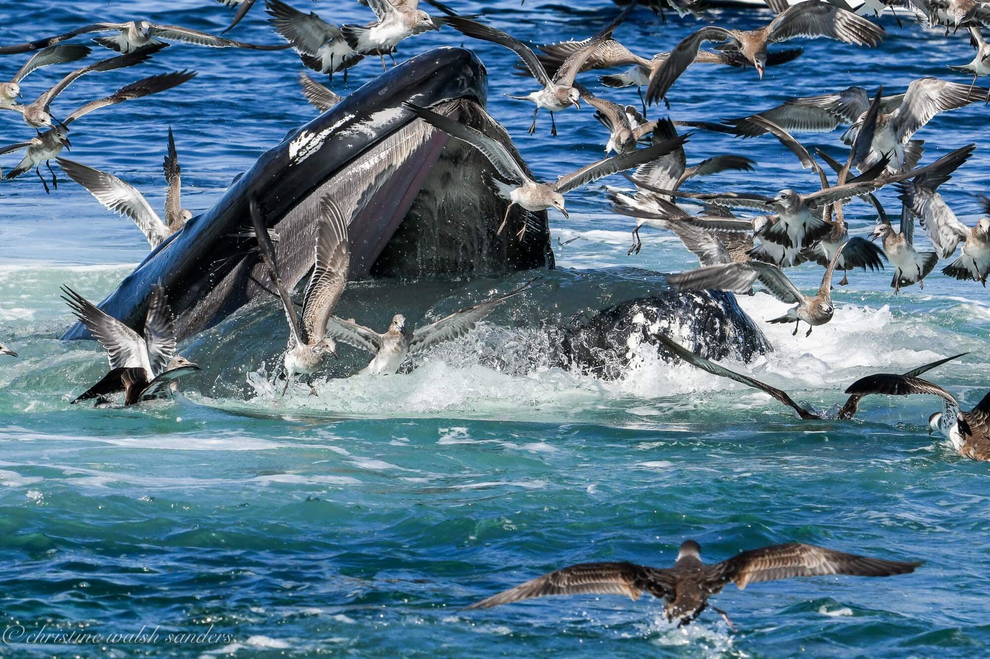 Nantucket Island Scoop, the Grace of Whales.