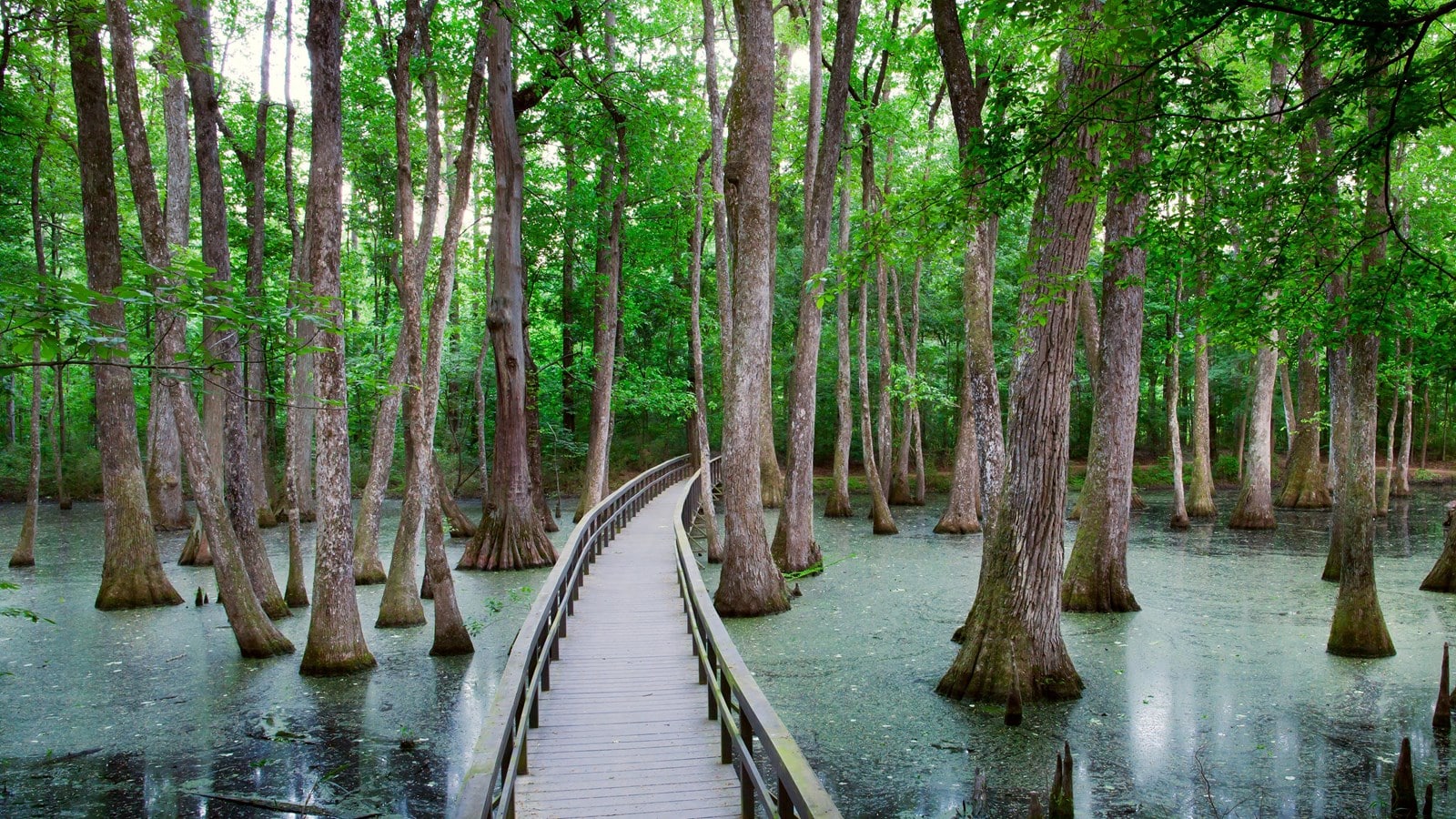 The Cypress Swamp in Jackson, Mississippi