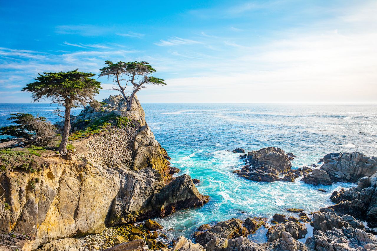 Lonely Cypress tree in Monterey, Pebble Beach