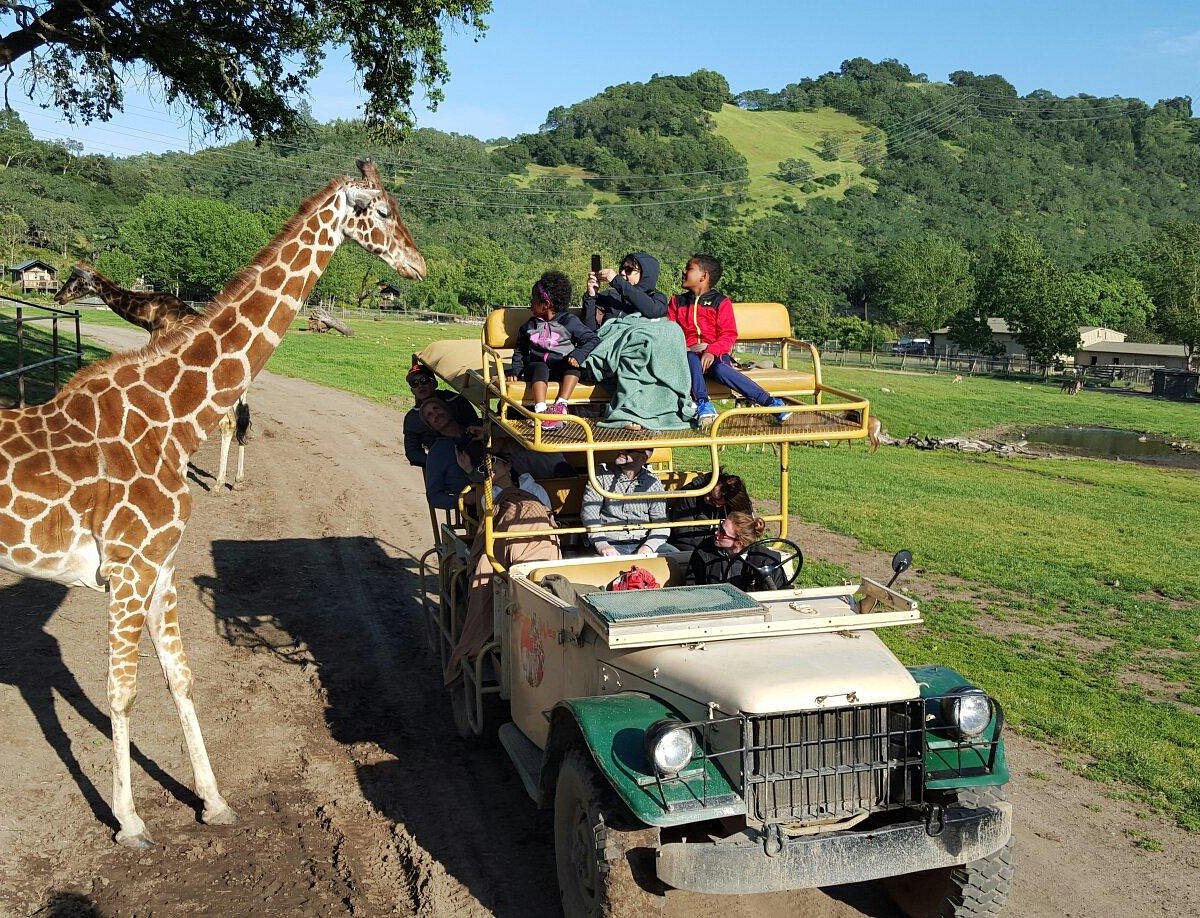 Safari West Santa Rosa, California, USA