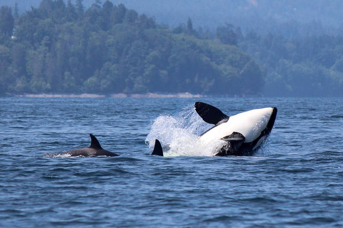 Take a Whale Watching Tour. Fly Private to Nanaimo